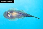 gastromyzon ocellatus gastromyzon ocellatus
