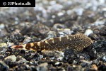 gastromyzon ocellatus gastromyzon ocellatus