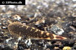gastromyzon ocellatus gastromyzon ocellatus