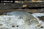 gastromyzon ridens gastromyzon ridens