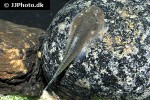 gastromyzon ridens gastromyzon ridens