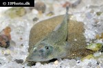 gastromyzon ridens gastromyzon ridens