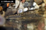 gastromyzon scitulus gastromyzon scitulus