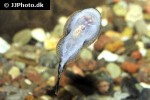 gastromyzon scitulus gastromyzon scitulus