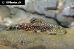 gastromyzon scitulus gastromyzon scitulus