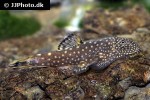 gastromyzon scitulus gastromyzon scitulus