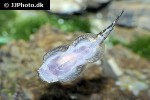 gastromyzon scitulus gastromyzon scitulus