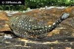 gastromyzon scitulus gastromyzon scitulus