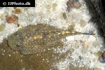 gastromyzon scitulus gastromyzon scitulus