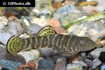 gastromyzon viriosus gastromyzon viriosus