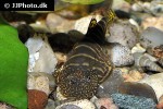 gastromyzon viriosus gastromyzon viriosus