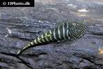 gastromyzon viriosus gastromyzon viriosus