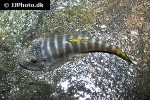 gastromyzon viriosus gastromyzon viriosus