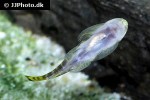 gastromyzon viriosus gastromyzon viriosus
