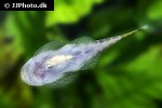 gastromyzon viriosus gastromyzon viriosus