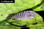 gastromyzon viriosus gastromyzon viriosus