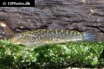 gastromyzon zebrinus gastromyzon zebrinus