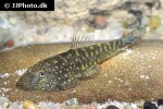 gastromyzon zebrinus gastromyzon zebrinus