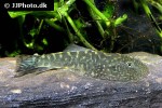 gastromyzon zebrinus gastromyzon zebrinus