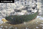 gastromyzon zebrinus gastromyzon zebrinus