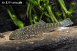 gastromyzon zebrinus gastromyzon zebrinus