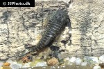gastromyzon zebrinus gastromyzon zebrinus
