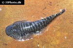gastromyzon zebrinus gastromyzon zebrinus