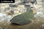 gastromyzon zebrinus gastromyzon zebrinus