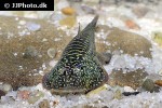 gastromyzon zebrinus gastromyzon zebrinus