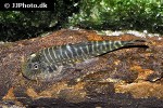 gastromyzon zebrinus gastromyzon zebrinus