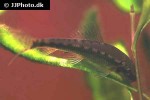 gyrinocheilus aymonieri gyrinocheilus aymonieri