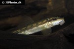 gyrinocheilus aymonieri gyrinocheilus aymonieri