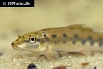 gyrinocheilus aymonieri gyrinocheilus aymonieri