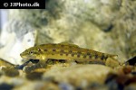 gyrinocheilus aymonieri gyrinocheilus aymonieri