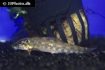gyrinocheilus aymonieri gyrinocheilus aymonieri