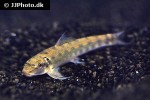 gyrinocheilus aymonieri gyrinocheilus aymonieri