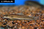 gyrinocheilus aymonieri gyrinocheilus aymonieri