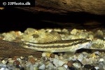 gyrinocheilus aymonieri gyrinocheilus aymonieri