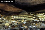gyrinocheilus aymonieri gyrinocheilus aymonieri