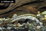gyrinocheilus aymonieri gyrinocheilus aymonieri