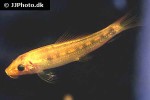 gyrinocheilus aymonieri yellow gyrinocheilus aymonieri yellow