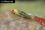 gyrinocheilus aymonieri yellow gyrinocheilus aymonieri yellow