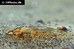 homaloptera confuzona homaloptera confuzona