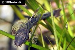 homaloptera confuzona homaloptera confuzona