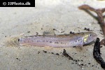 lepidocephalichthys thermalis lepidocephalichthys thermalis