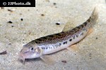 lepidocephalichthys thermalis lepidocephalichthys thermalis