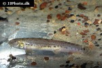 lepidocephalichthys thermalis lepidocephalichthys thermalis