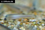 pangio filinaris pangio filinaris