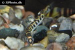 pangio shelfordii pangio shelfordii
