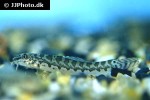 paracanthocobitis botia paracanthocobitis botia
